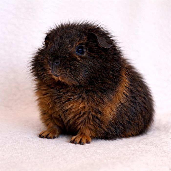 Porcusor de Guineea rasa Teddy Elvetian varsta 5 saptamani baiat