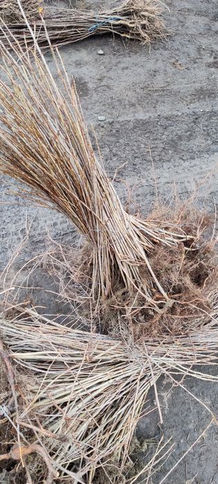 Puieți de salcâm frasin paltin fag carpen mesteacăn tei brad pin molid