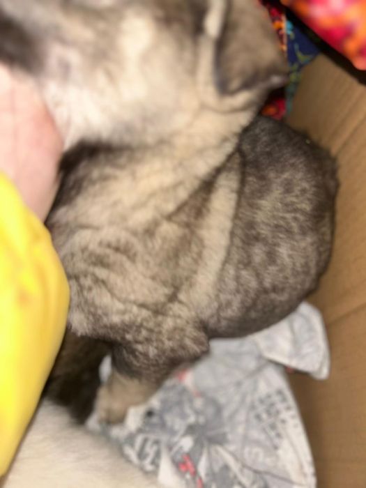 Щенат в добрые руки срочно