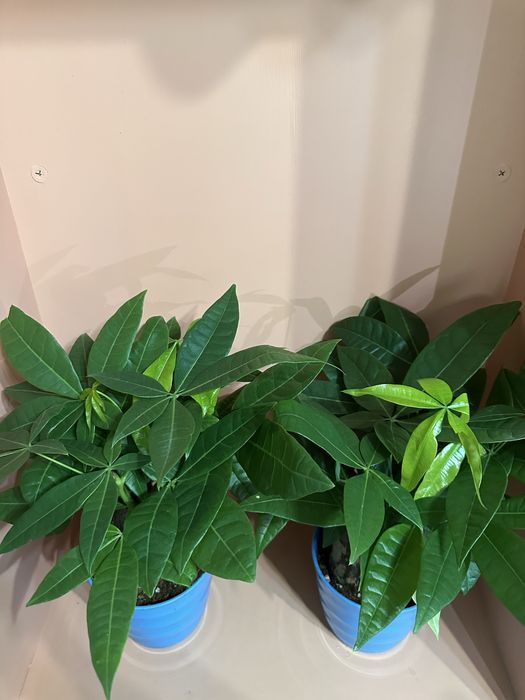 Комнатные цветы