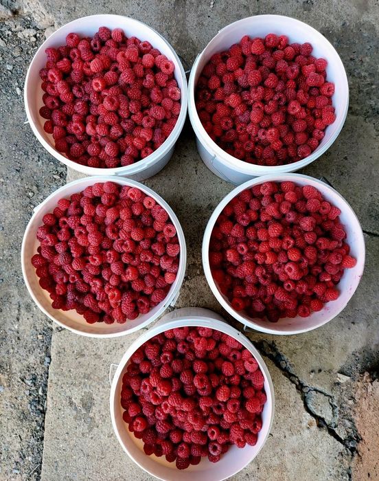 Саженцы малины сорт Бабье лето