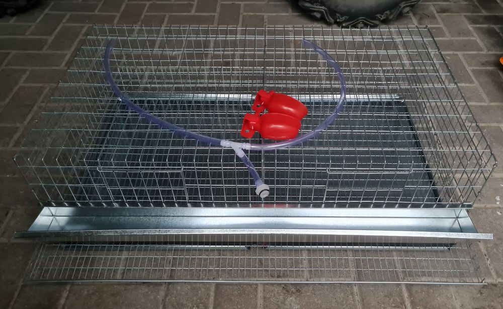 Cusca prepelite outoarè