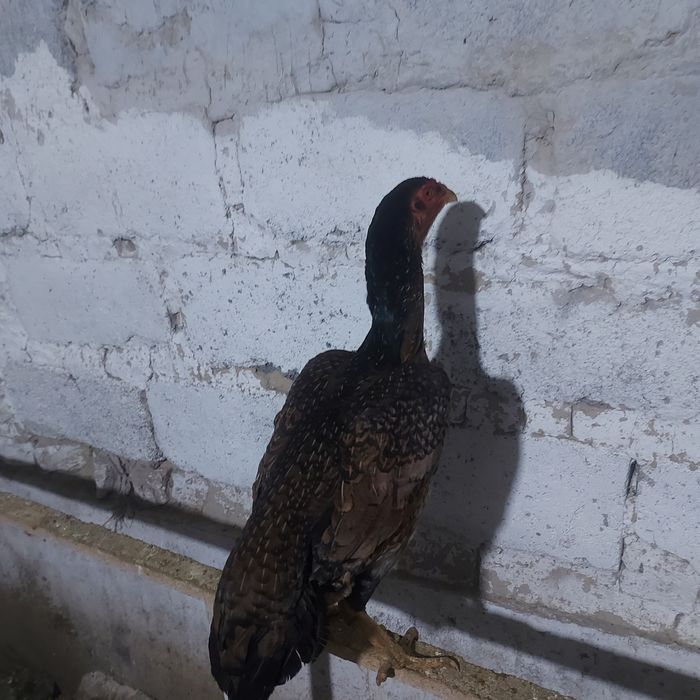 Корейц курочка 1.5год крупный