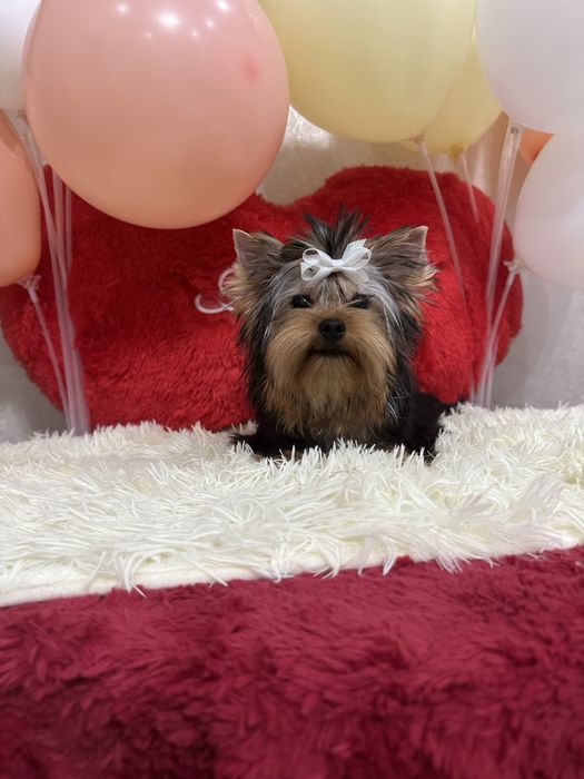 Йоркширский терьер беби фейс