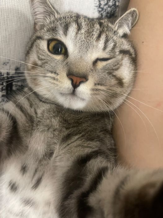 Отдам кота Даром