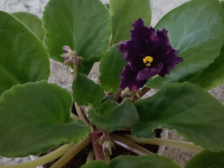 Продам комнатные цветы