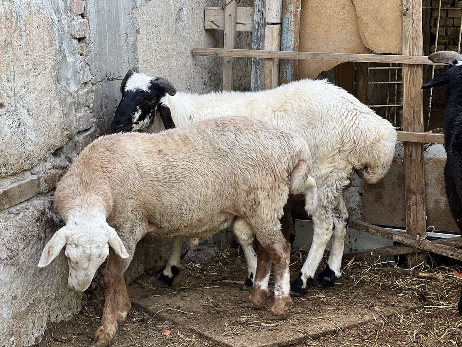 Кучкорчалар сотилади