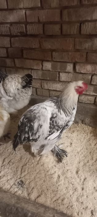 Продам петухов брама