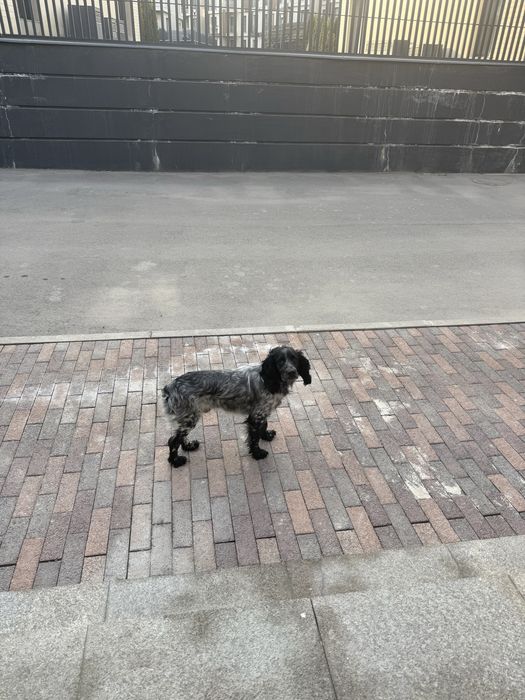 Найдена собака спаниэль