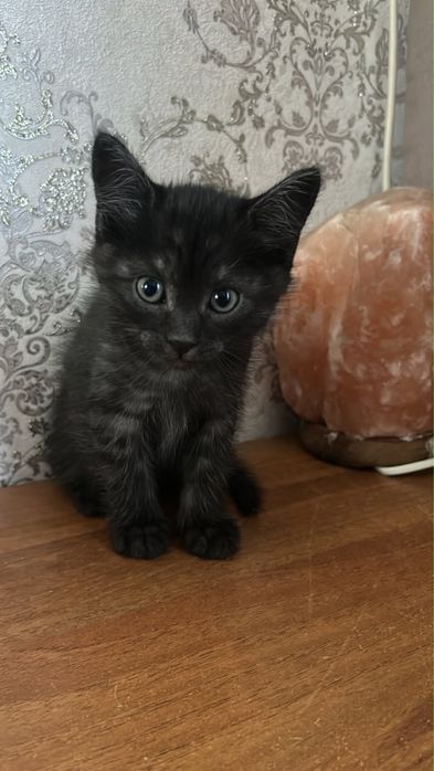 Отдам котят в  добрые  руки!