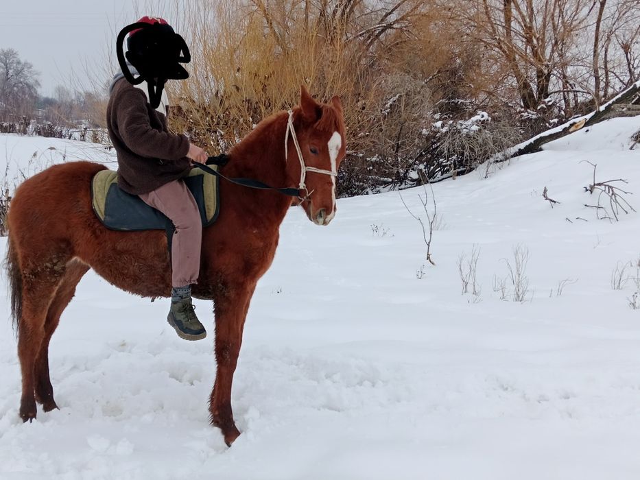 Таза қан тай сатылады