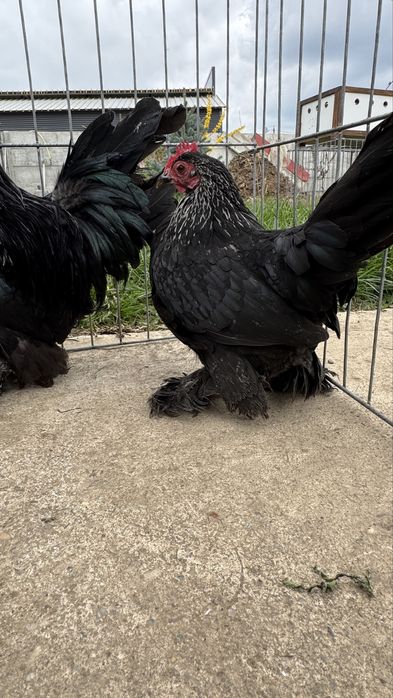 Perechi pasari pitice mii de florisi cocosei separati