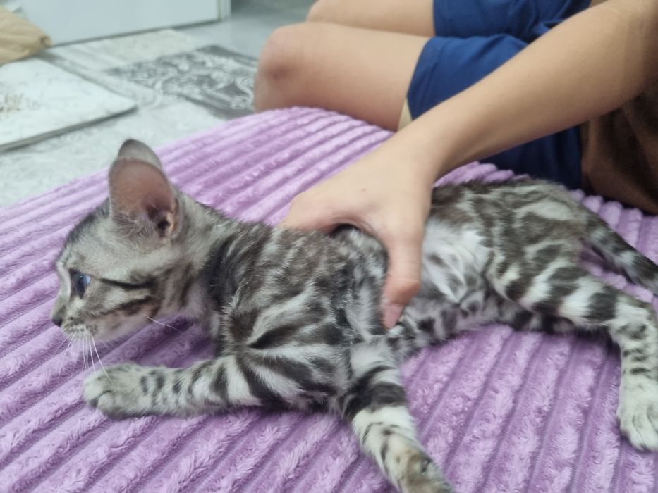 Бенгальская красавица