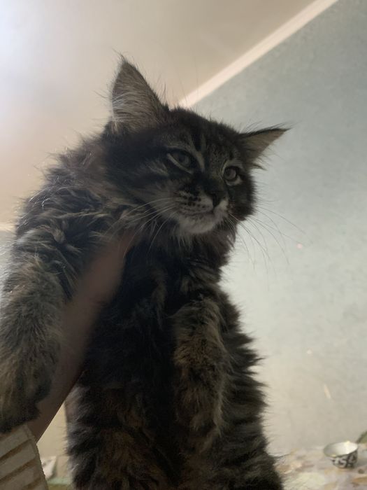 Onlayn külotdagi gozal mushuk