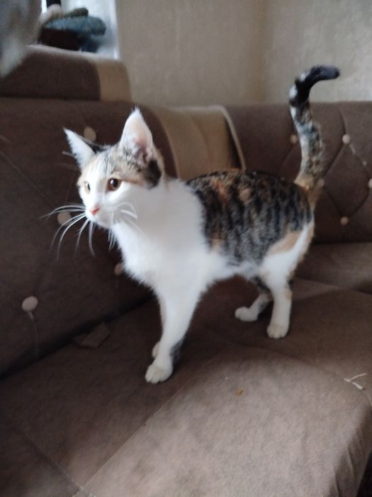 Mushuk hadyaga beriladi