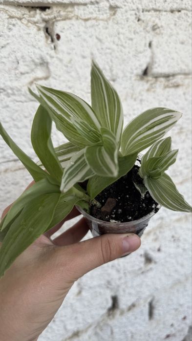 Традесканции, комнатные цветы