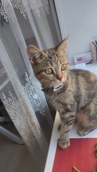 Отдам в добрые руки котёнка
