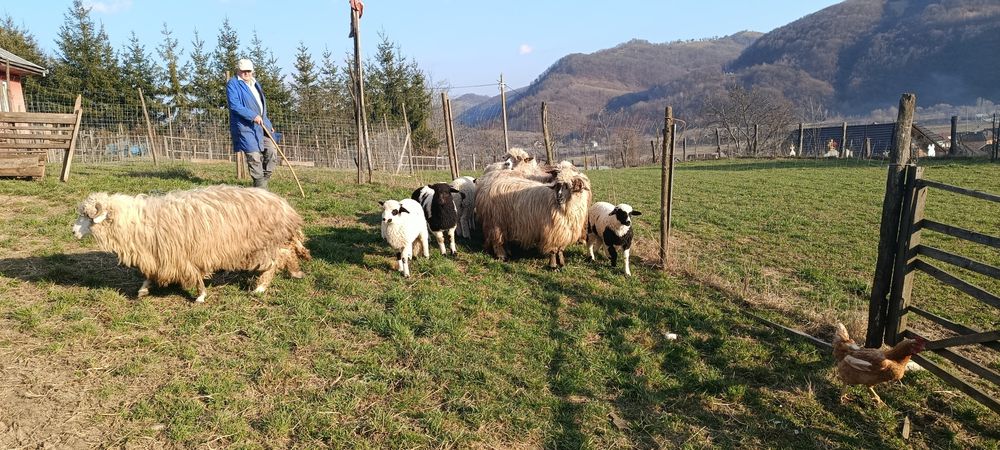 5 oi și 4 miei de vânzare