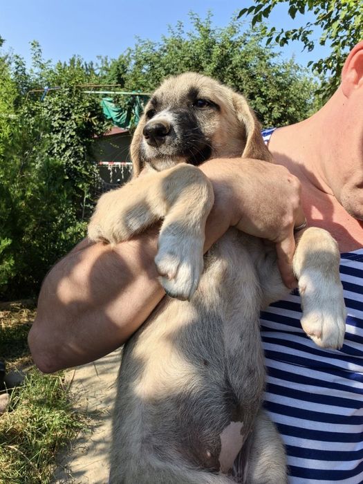 Продаются щенки, 2,5 месяца