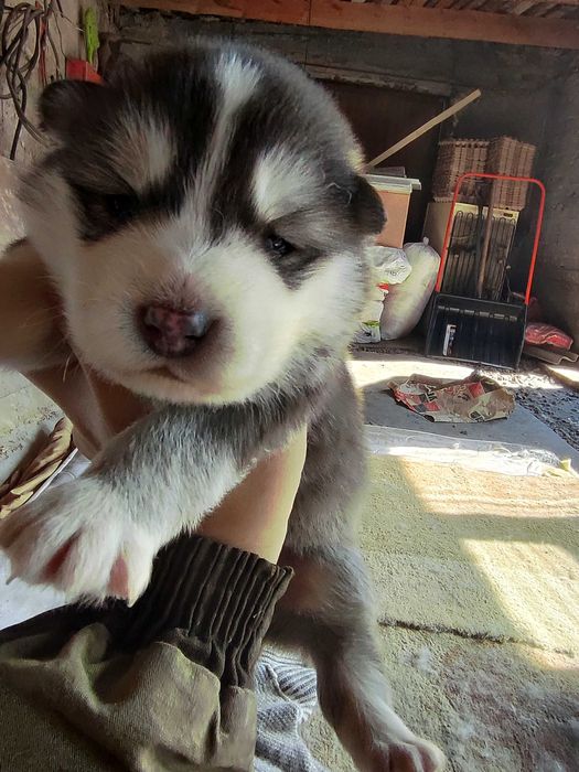 Маламут щенки чистокровные