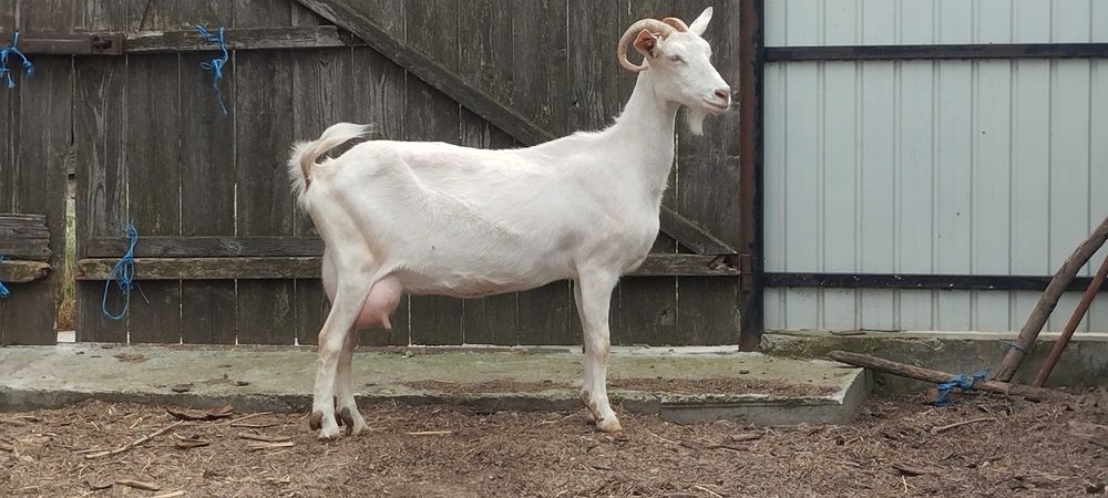 Berbecut de vanzare