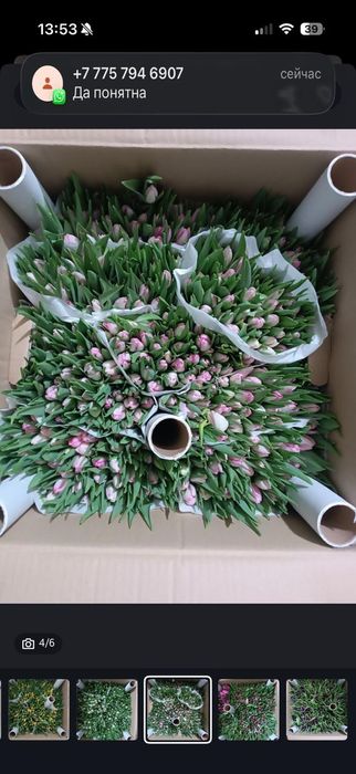 Голландский Тульпаны оптом от 50 шт