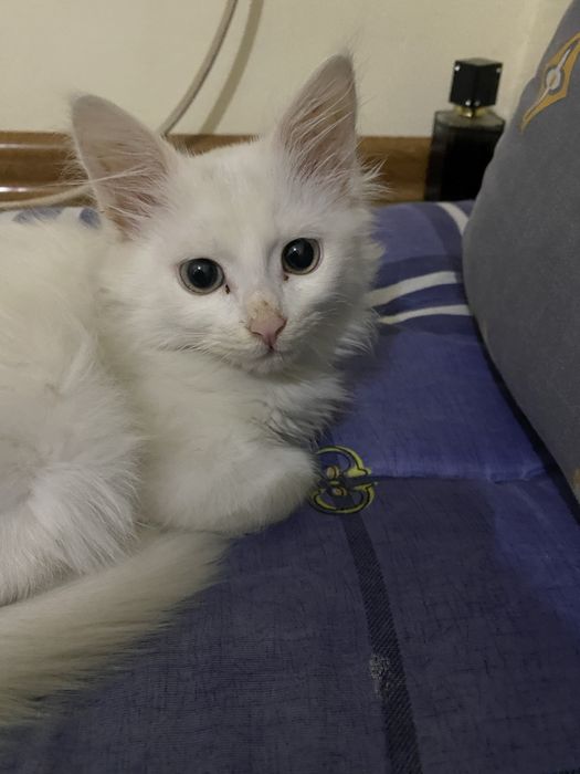 Turk angora mushugi sotiladi