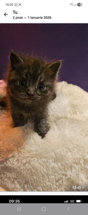 Motan tigrat drăgălaș