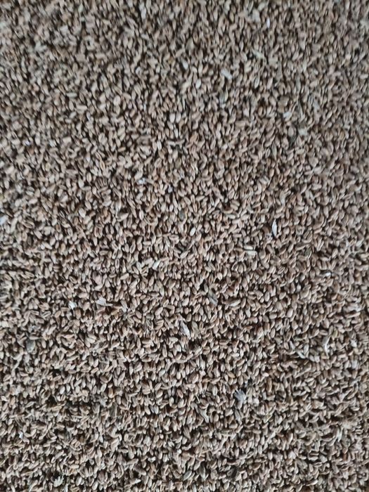 Бидай солтүстіктікі