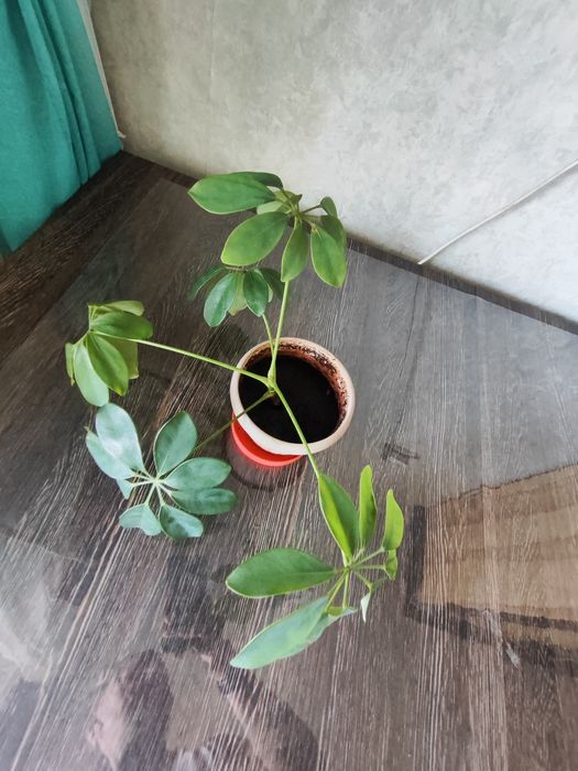 Укоренённый отросток шефлеры.