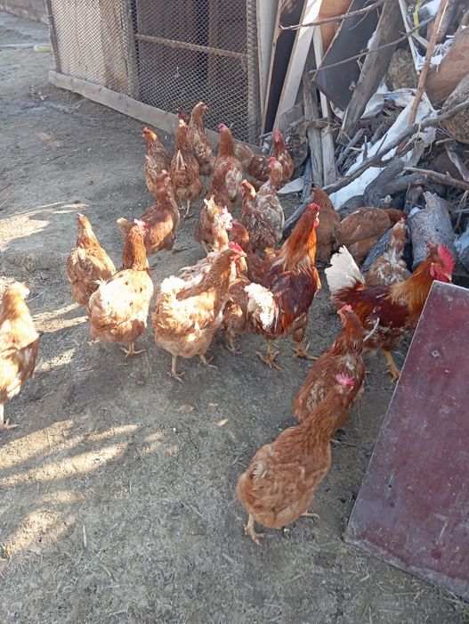 Орман Браун сатылады