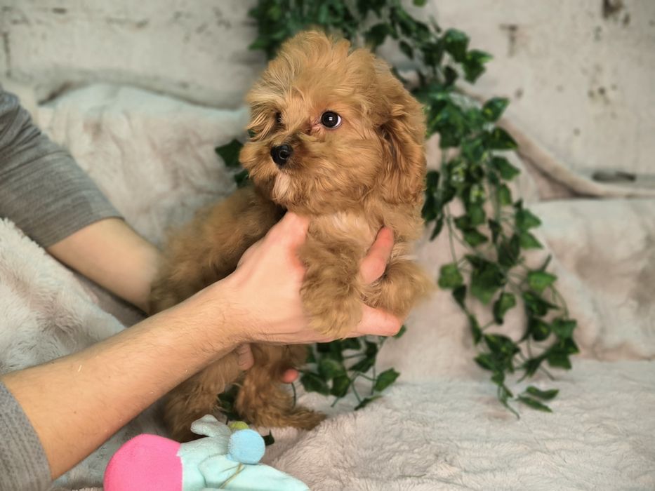 Vand baietel Cavapoo F1. Pasaport si microcip