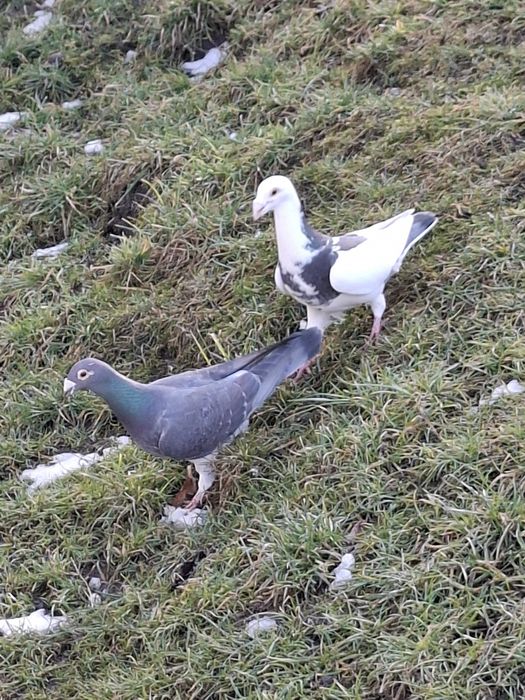 Porumbei pui si maturi