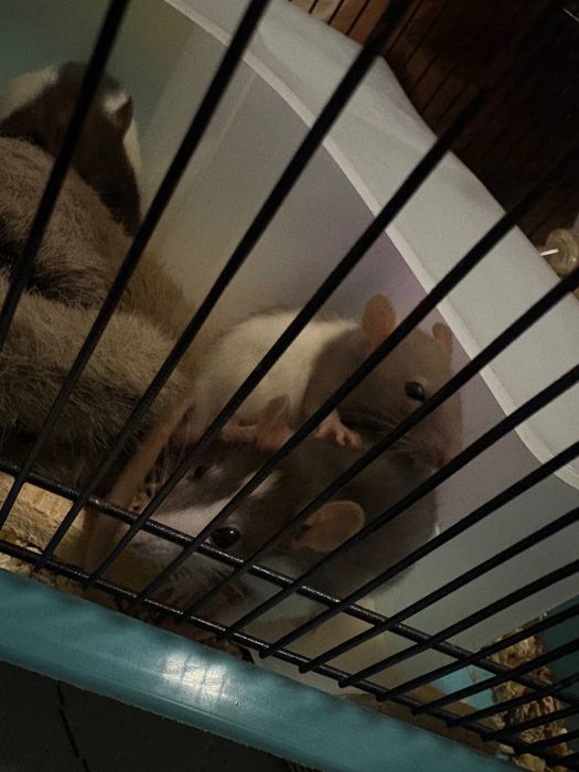 Декоративные крысы