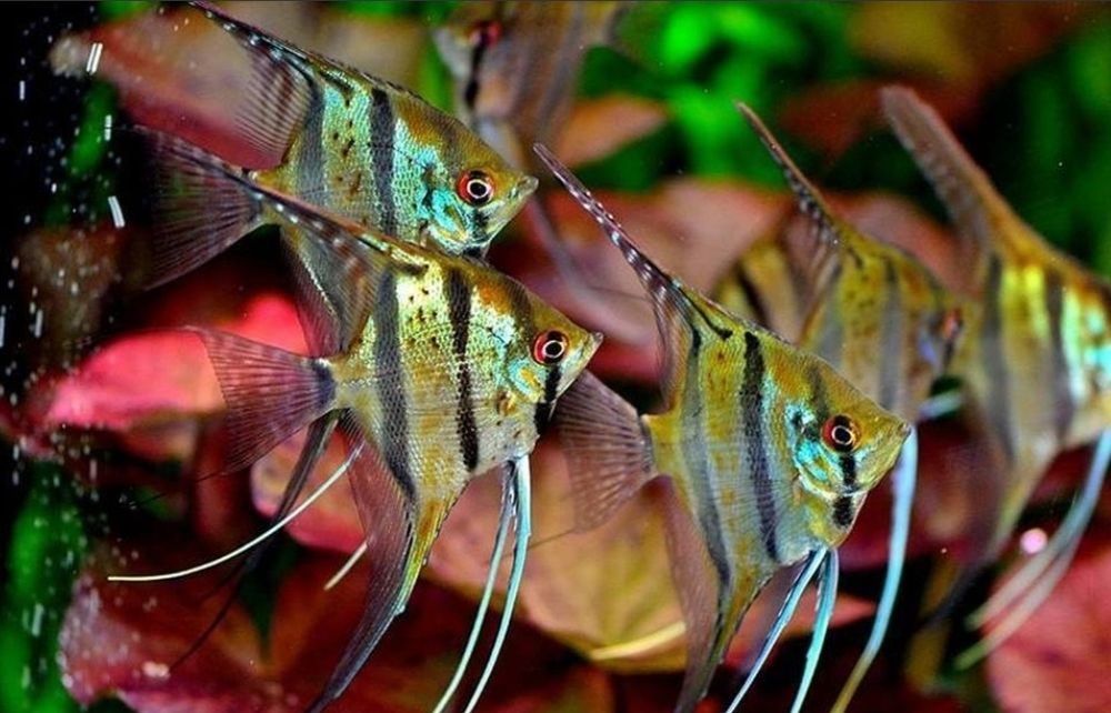 Скалярии Рио-Нанай, подростки.