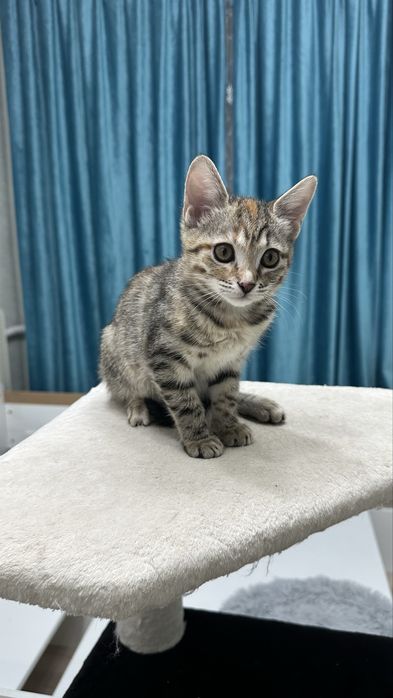 Котенок бесплатно