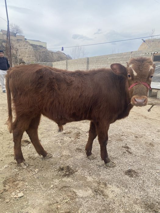 Новосча  сотилади