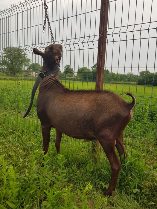 Murciano Granadina mascul de 2 ani, genetică de Excepție!
