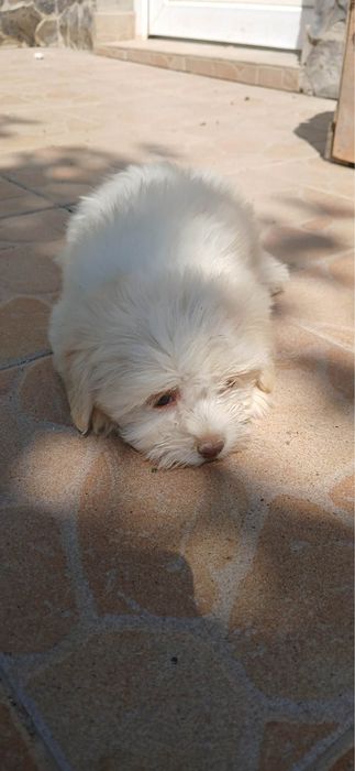 Femela bichon 2 luni