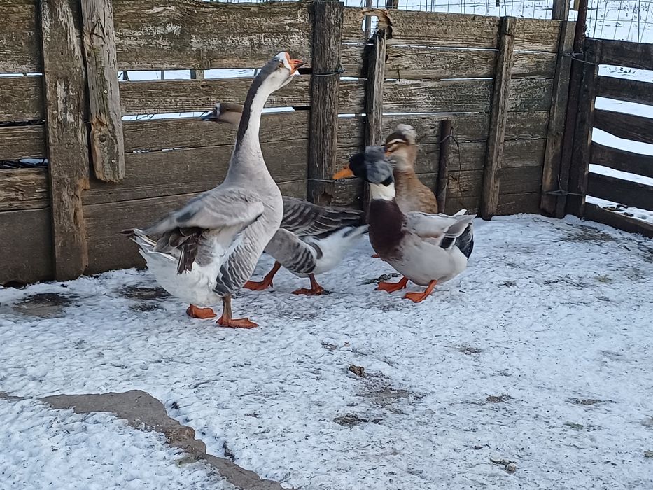 Rățoi motat, rata motata, gascan si gasca