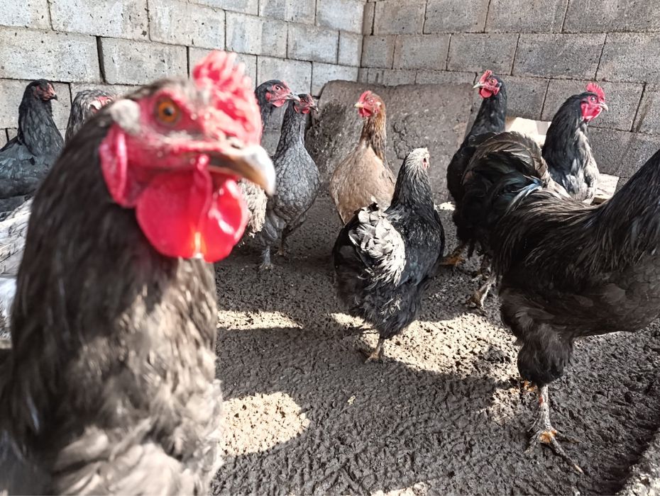 Куры петухи  оптом , молодняк .