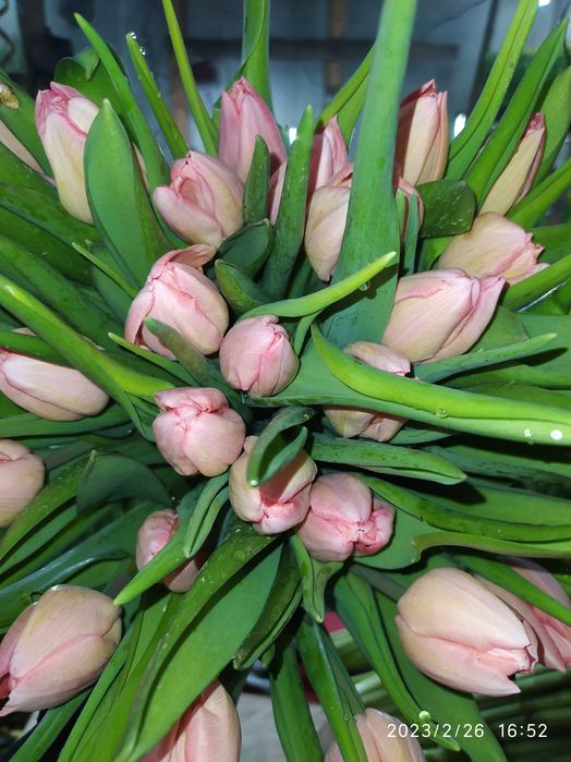 Продам тюльпаны к 8 марта.