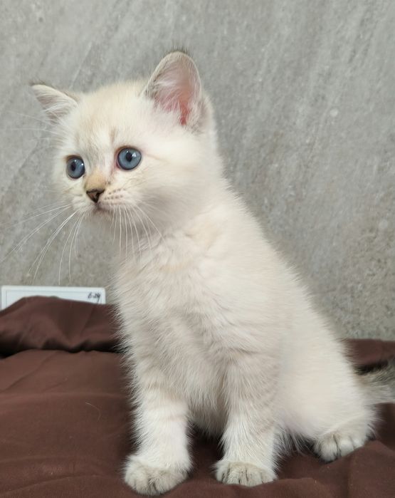 британский котёнок