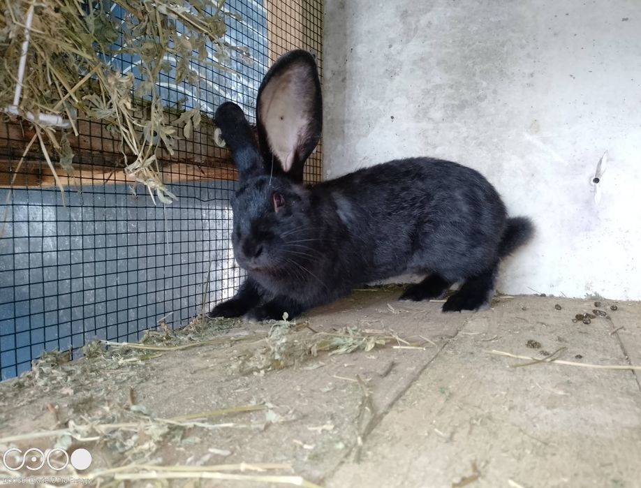 Iepuri de rasa berbec și fluture negru