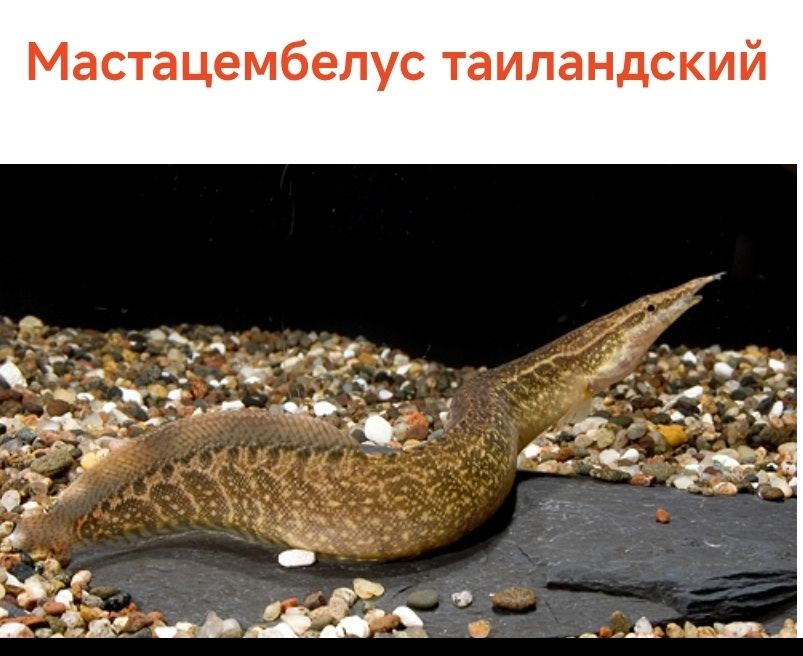 Аквариум оборудованный