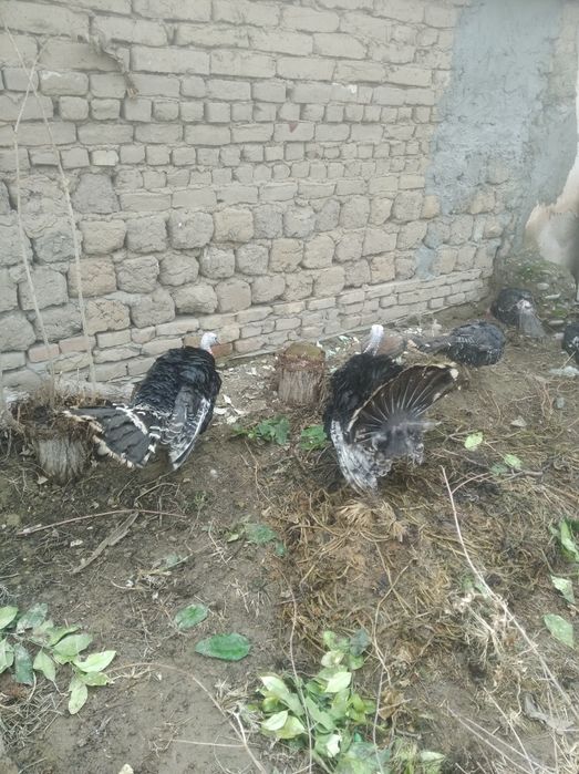 Kurka sotiladi 1 yillik