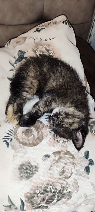 Котята шотландские ,продажа!!!