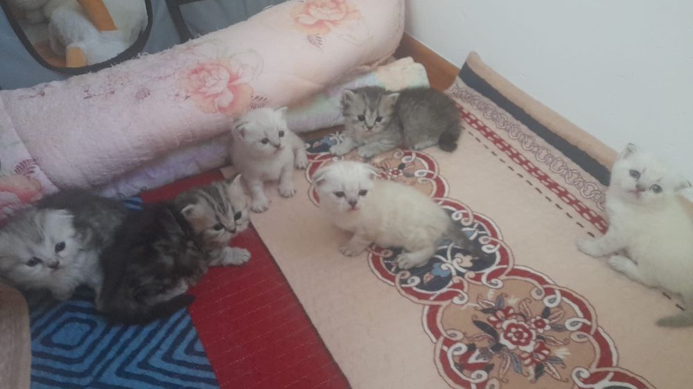 Продается котята