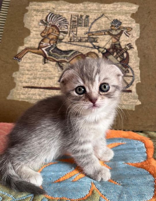 Шотландские вислоушки