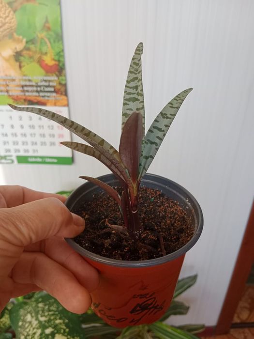 Продам комнатные цветы